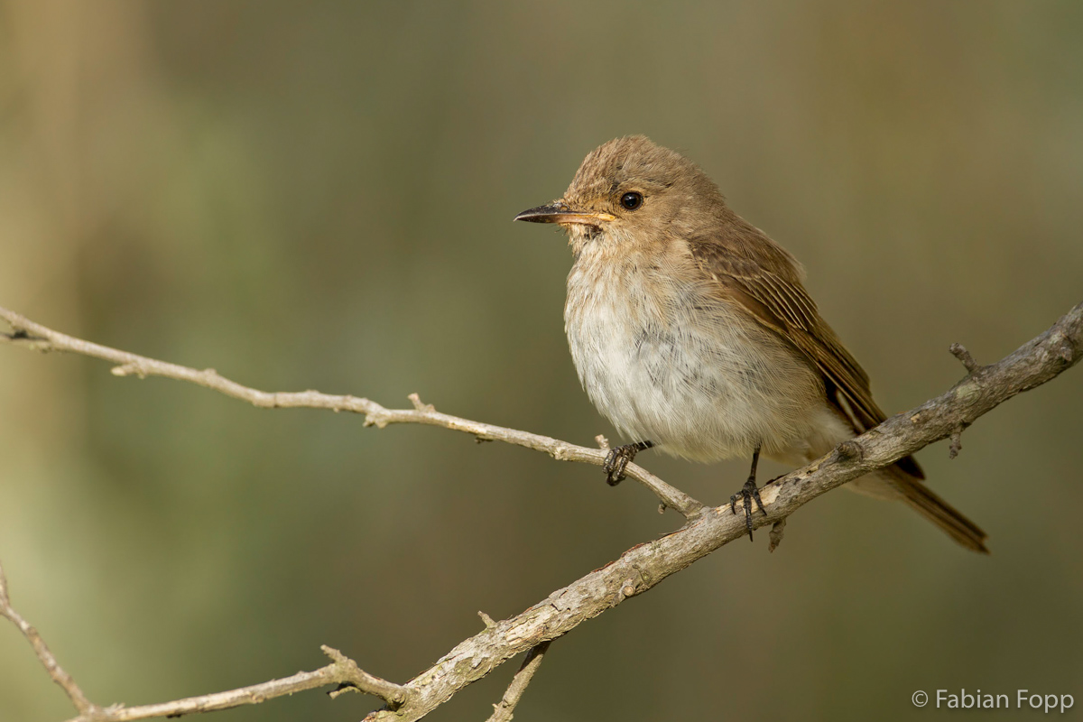 Fliegenschnäpper - Naturfotografie Fabian Fopp