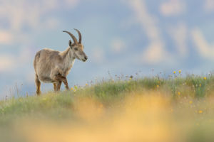 R7 & EF 400/2.8 L IS II