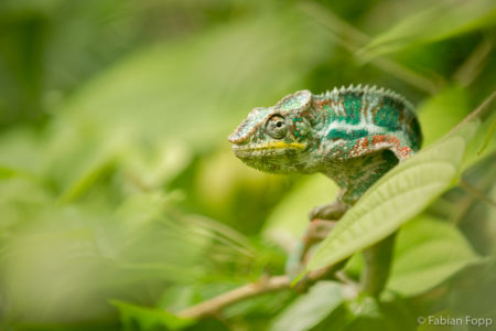 Tierfotografie im Zoo
