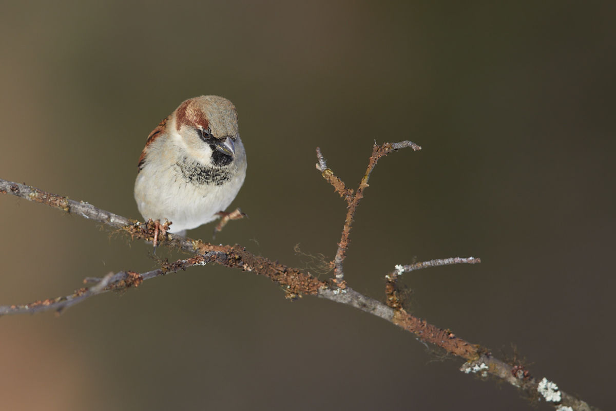 Sperlinge Naturfotografie Fabian Fopp