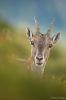 Portrait einer Steingeiss