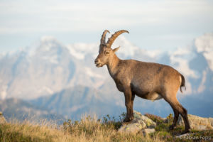 Alpensteinbock vor Eiger, Mönch und Jungfrau