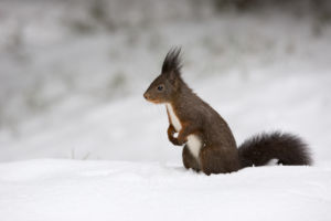 Eichhörnchen im Schnee