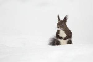 Eichhörnchen im Schnee