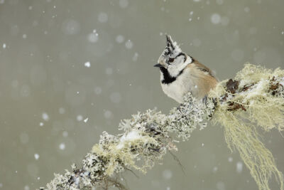Haubenmeise bei Schneefall